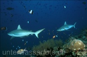 Graue Riffhaie (Carcharhinus amblyrhynchos) patroulieren entlang des Riffs (Ari Atoll, Malediven, Indischer Ozean) - Grey Reef Shark (Ari Atol, Maldives, Indian Ocean