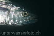 Hundezahn Thunfisch (Gymnosarda unicolor), (Ari Atoll, Malediven, Indischer Ozean) - Dogtooth Tuna (Ari Atol, Maldives, Indian Ocean)