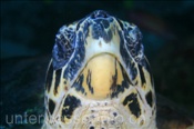 Echte Karettschildkröte (Eretmochelys imbricata), (Ari Atoll, Malediven, Indischer Ozean) - Hawksbill Sea Turtle (Ari Atol, Maldives, Indian Ocean)