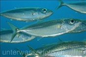 Russels Makrelen (Decapterus russelli) bilden einen Schwarm (Ari Atoll, Malediven, Indischer Ozean) - Indian Scad (Ari Atoll, Maldives, Indian Ocean)