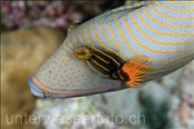 Gelbschwanz Drückerfisch (Balistapus undulatus), (Ari Atoll, Malediven, Indischer Ozean) - Orange-Striped Triggerfish (Ari Atoll, Maldives, Indian Ocean)