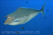 Buckel-Nasendoktor (Naso brachycentron), (Rasdu Atoll, Malediven, Indischer Ozean) - Humpback Unicornfish (Rasdu Atoll, Maldives, Indian Ocean)