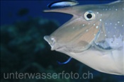 Buckel-Nasendoktor (Naso brachycentron) mit Putzerfisch (Rasdu Atoll, Malediven, Indischer Ozean) - Humpback Unicornfish (Rasdu Atoll, Maldives, Indian Ocean)