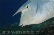 Buckel-Nasendoktor (Naso brachycentron), (Rasdu Atoll, Malediven, Indischer Ozean) - Humpback Unicornfish (Rasdu Atoll, Maldives, Indian Ocean)