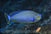 Masken-Nasendoktor (Naso vlamingii), (Rasdu Atoll, Malediven, Indischer Ozean) - Bignose Unicornfish (Rasdu Atoll, Maldives, Indian Ocean)