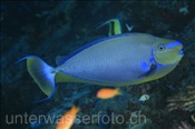 Masken-Nasendoktor (Naso vlamingii), (Rasdu Atoll, Malediven, Indischer Ozean) - Bignose Unicornfish (Rasdu Atoll, Maldives, Indian Ocean)