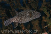 Perlhuhn-Kugelfisch (Arothron meleagris), (Rasdu Atoll, Malediven, Indischer Ozean) - Guineafowl Pufferfish (Rasdu Atoll, Maldives, Indian Ocean)