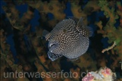 Perlhuhn-Kugelfisch (Arothron meleagris), (Rasdu Atoll, Malediven, Indischer Ozean) - Guineafowl Pufferfish (Rasdu Atoll, Maldives, Indian Ocean)