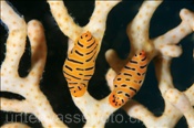 Tiger-Eischnecken (Crenavolva tigris), (Nord Male Atoll, Malediven, Indischer Ozean) - Tiger Egg Cowrie (North Male Atoll, Maldives, Indian Ocean)