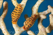 Tiger-Eischnecken (Crenavolva tigris), (Nord Male Atoll, Malediven, Indischer Ozean) - Tiger Egg Cowrie (North Male Atoll, Maldives, Indian Ocean)