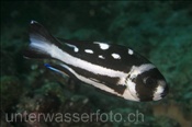 Junger Schwarzweiß-Schnapper (Macolor niger), (Nord Male Atoll, Malediven, Indischer Ozean) - Juvenile Black and White Snapper (North Male Atoll, Maldives, Indian Ocean)