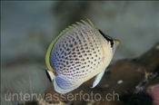 Tüpfel-Falterfisch (Chaetodon guttatissimus), (Nord Male Atoll, Malediven, Indischer Ozean) - Peppered Butterflyfish / Spotted Butterflyfish (North Male Atoll, Maldives, Indian Ocean)