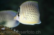Tüpfel-Falterfisch (Chaetodon guttatissimus), (Nord Male Atoll, Malediven, Indischer Ozean) - Peppered Butterflyfish / Spotted Butterflyfish (North Male Atoll, Maldives, Indian Ocean)