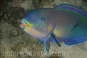 Indischer Buckelkopf (Scarus strongylocephalus), (Nord Male Atoll, Malediven, Indischer Ozean) - Sheephead Parrotfish (North Male Atoll, Maldives, Indian Ocean)