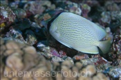 Punktierter-Falterfisch (Chaetodon citrinellus), (Nord Male Atoll, Malediven, Indischer Ozean) - Speckled Butterflyfish (North Male Atoll, Maldives, Indian Ocean)