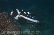 Junger Schwarzweiß-Schnapper (Macolor niger), (Nord Male Atoll, Malediven, Indischer Ozean) - Juvenile Black and White Snapper (North Male Atoll, Maldives, Indian Ocean)