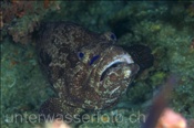 Der Stierkopf-Zackenbarsch (Epinephelus fuscoguttatus) versteckt sich gerne in Höhlen oder Wracks (Nord Male Atoll, Malediven, Indischer Ozean) - Brown-Marbled Grouper (North Male Atoll, Maldives, Indian Ocean)