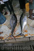 Gelbflossen-Thunfische (Thunnus albacares) beim Fischmarkt in Male (Nord Male Atoll, Malediven, Indischer Ozean) - Yellowfin Tuna (North Male Atoll, Maldives, Indian Ocean)