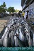 Fischmarkt in Male (Nord Male Atoll, Malediven, Indischer Ozean) - Fishmarket of Male (North Male Atoll, Maldives, Indian Ocean)