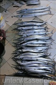Fischmarkt in Male (Nord Male Atoll, Malediven, Indischer Ozean) - Fishmarket of Male (North Male Atoll, Maldives, Indian Ocean)