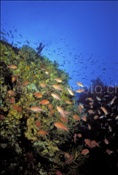 Mittelmeer-Fahnenbarsche (Anthias anthias) bevölkern ein Riff vor der Insel Gianutri (Italien)