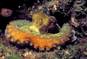 Gewöhnlicher Krake (Octopus vulgaris) im Mittelmmer bei Elba (Italien)