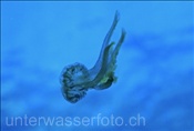 Leuchtqualle (Pelagia noctiluca) im Mittelmeer bei Elba (Italien)