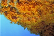 Gelbe Krustenanemonen (Parazoanthus axinellae) im Mittelmeer bei Elba (Italien)