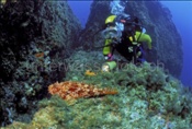 Taucherin mit einem Grossen Drachenkopf (Scorpaena scrofa) im Mittelmeer