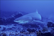 Der Indopazifische Zitronenhai (Negaprion acutidens) lebt in den Riffen um Moorea (Französisch Polynesien)