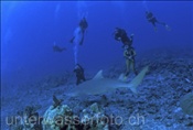 Taucher begegnen dem indopazifischen Zitronenhai (Negaprion acutidens) im Riff von Moorea (Französisch Polynesien)