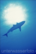 Grauer Riffhai (Carcharhinus amblyrhynchos) schwimmt zur Wasseroberfläche (Französisch Polynesien)