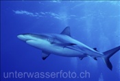 Grauer Riffhai (Carcharhinus amblyrhynchos) am Aussenriff von Moorea (Französisch Polynesien)