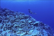 Taucherin erkundet das intakte Korallenriff von Moorea (Französisch Polynesien)
