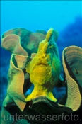 Riesen Anglerfisch (Antennarius commersonii) in einem Schwamm (Bohol, Philippinen) - Giant Frogfish (Bohol, Philippines)
