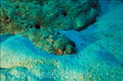 Ein Steinfisch (Synanceia verrucosa) im Sand eingegraben (Insel Pandan, Mindoro; Philippinen) - Stonefish (Pandan Island; Mindoro, Philippines)