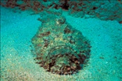 Ein Steinfisch (Synanceia verrucosa) im Sand eingegraben (Insel Pandan, Mindoro; Philippinen) - Stonefish (Pandan Island; Mindoro, Philippines)