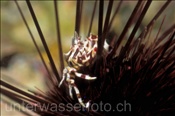 Die Zebrakrabbe (Zebrida adamsii) lebt auf diversen Seeigelarten (Malapascua, Philippinen) - Zebra Crab / Urchin Crab (Malapascua, Philippines)
