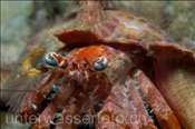 Der Anemonen Einsiedlerkrebs (Dardanus pedunculatus) schützt sich mit Anemonen auf seinem Gehäuse (Cebu; Philippinen) - Anemone Hermit Crab (Cebu; Philippines)