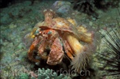 Der Anemonen Einsiedlerkrebs (Dardanus pedunculatus) schützt sich mit Anemonen auf seinem Gehäuse (Cebu; Philippinen) - Anemone Hermit Crab (Cebu; Philippines)