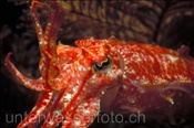 Die Federstern Sepie (Sepia sp.1) mit aufgestellten Tentakeln (Malapascua, Philippinen) - Crynoid Cuttlefish (Malapascua, Philippines)
