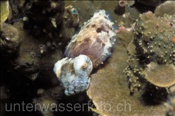 Stumpfdorn Sepie (Sepia bandensis) im Korallenriff (Malapascua, Philippinen) - Dwarf Cuttlefish (Malapascua, Philippines)