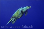 Eine Echte Karettschildkröte (Eretmochelys imbricata) schwimmt im Roten Meer (Ägypten)