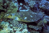 Eine Echte Karettschildkröte (Eretmochelys imbricata) liegt träge im Korallenriff  (Rotes Meer, Ägypten)