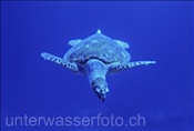 Eine Echte Karettschildkröte (Eretmochelys imbricata) schwimmt im Roten Meer (Ägypten)