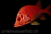 Riesenhusarenfisch (Sargocentron spiniferum)