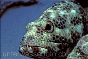 Rotfleckenzackenbarsch (Epinephelus tauvina), (Rotes Meer, Ägypten) - Greasy Grouper (Red Sea, Aegypt)