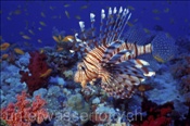 Rotfeuerfisch (Pterois volitans) im Korallenriff (Rotes Meer, Ägypten) - Common Lionfish (Red Sea, Aegypt)