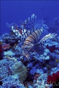 Rotfeuerfisch (Pterois volitans) im Korallenriff (Rotes Meer, Ägypten) - Common Lionfish (Red Sea, Aegypt)