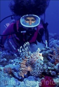 Taucherin mit Rotfeuerfisch (Pterois volitans) im Korallenriff (Rotes Meer, Ägypten) - Common Lionfish (Red Sea, Aegypt)